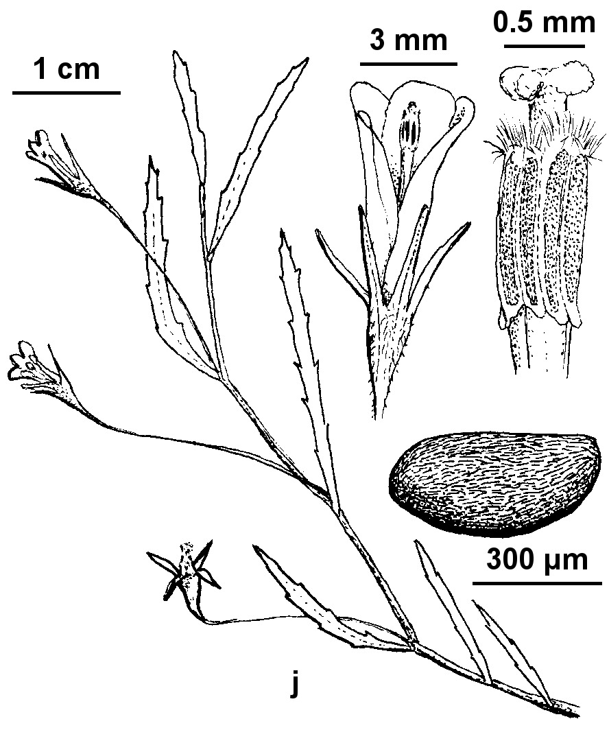 Monopsis (hero image)