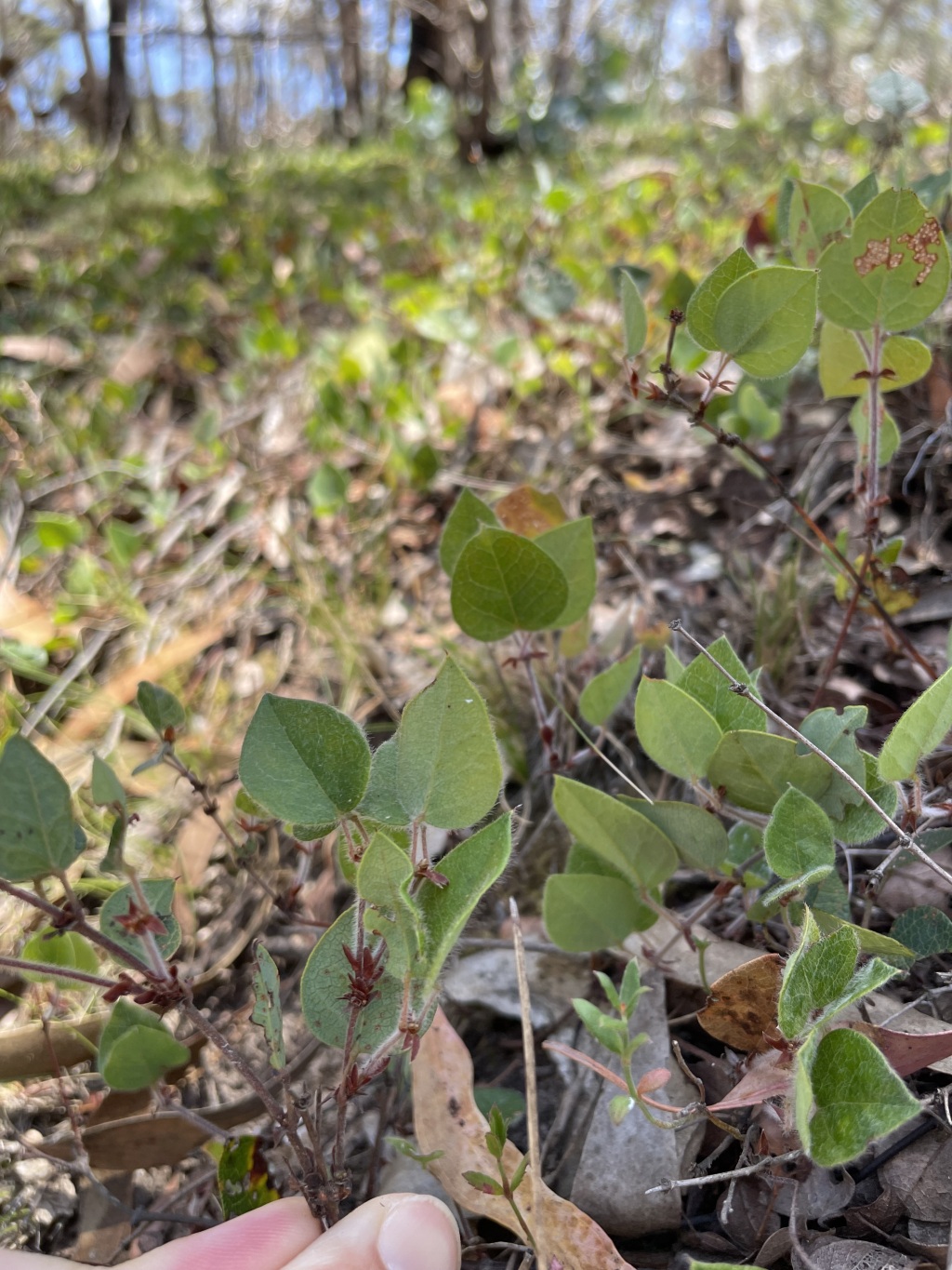 Platylobium montanum subsp. prostratum (hero image)