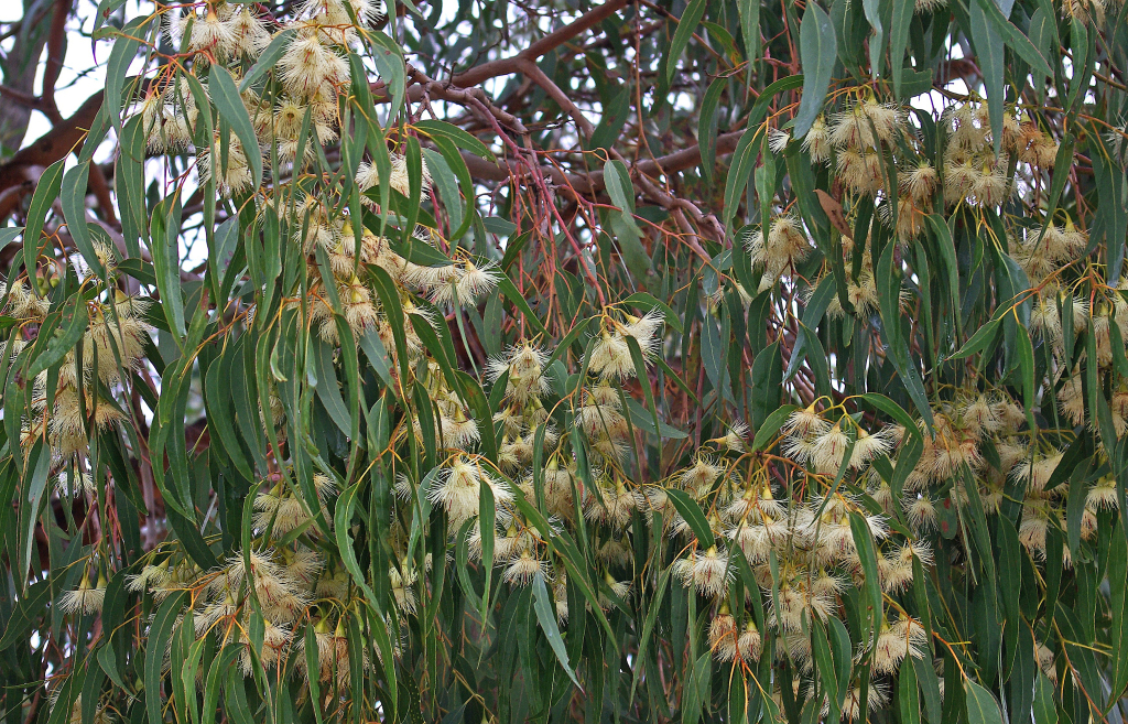 Eucalyptus tricarpa (hero image)