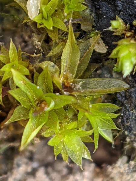 Tortula truncata (hero image)