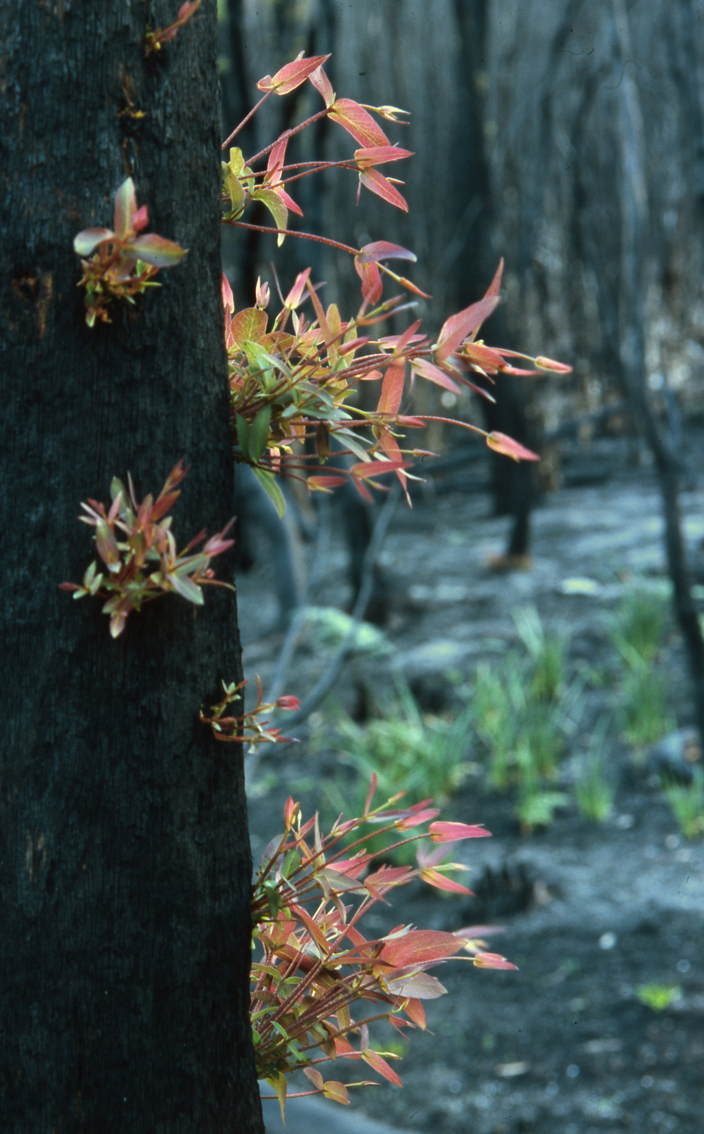 Eucalyptus viminalis subsp. viminalis (hero image)