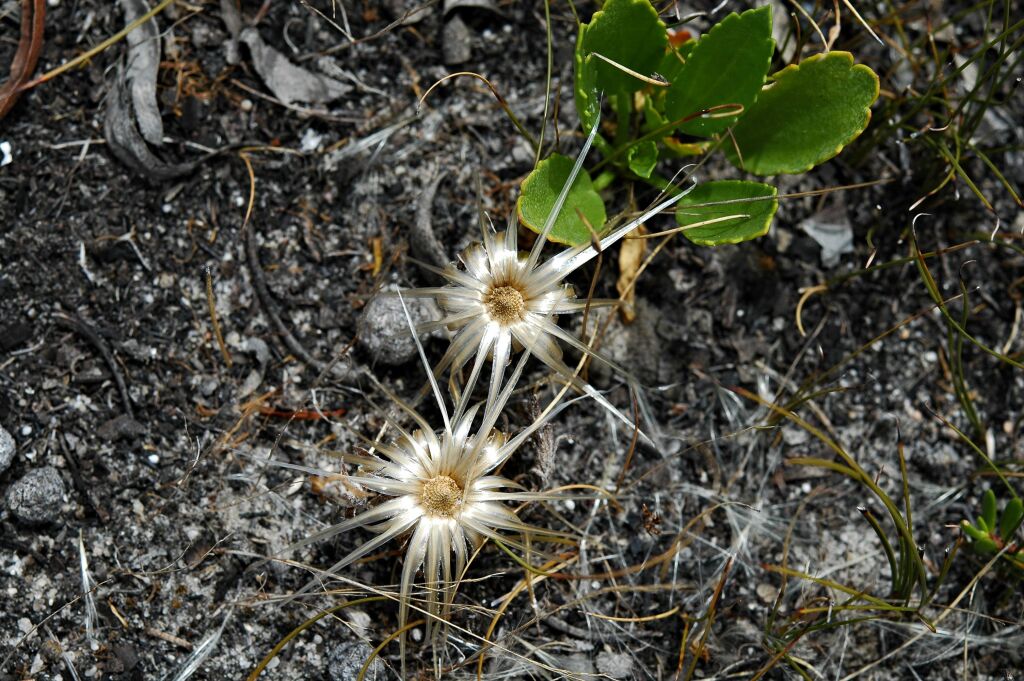 Podotheca angustifolia (hero image)