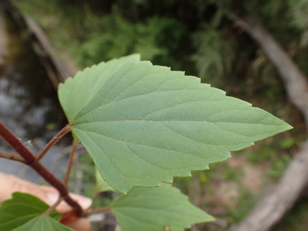 Ageratina (hero image)