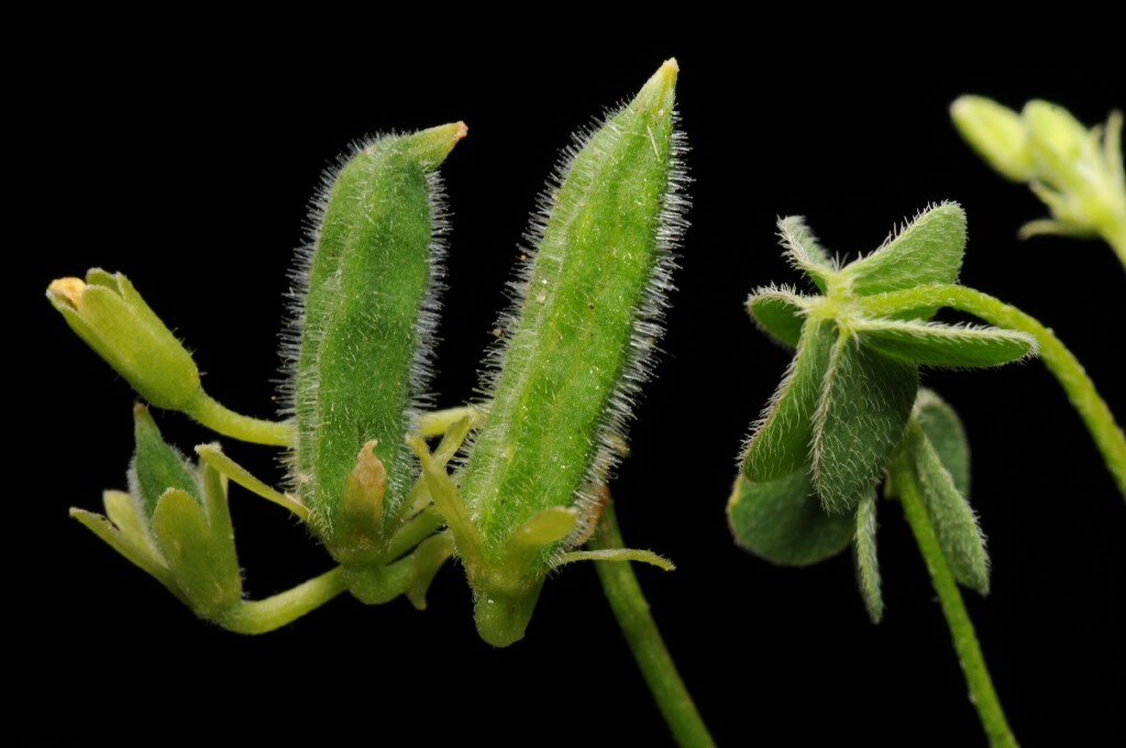 Oxalis thompsoniae (hero image)