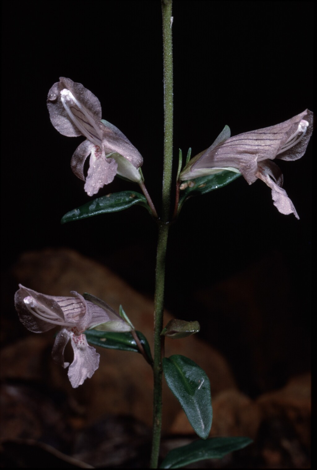 Prostanthera walteri (hero image)