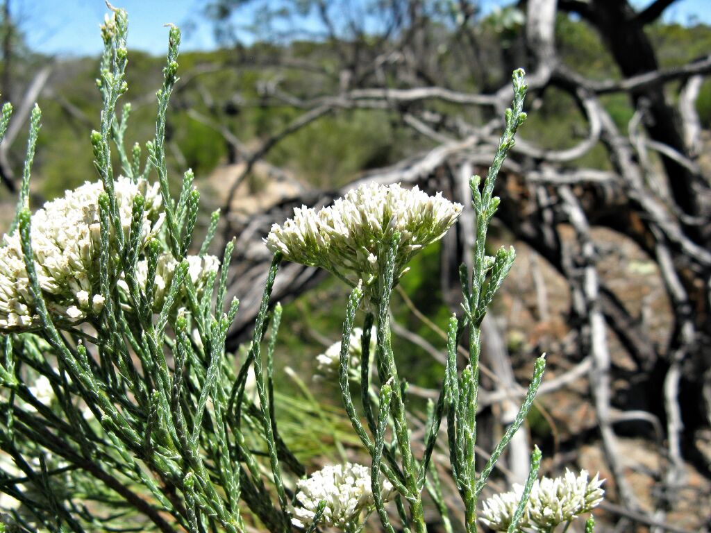 Ozothamnus pholidotus (hero image)