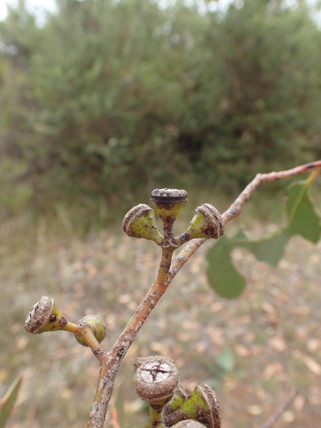 Eucalyptus ovata (hero image)