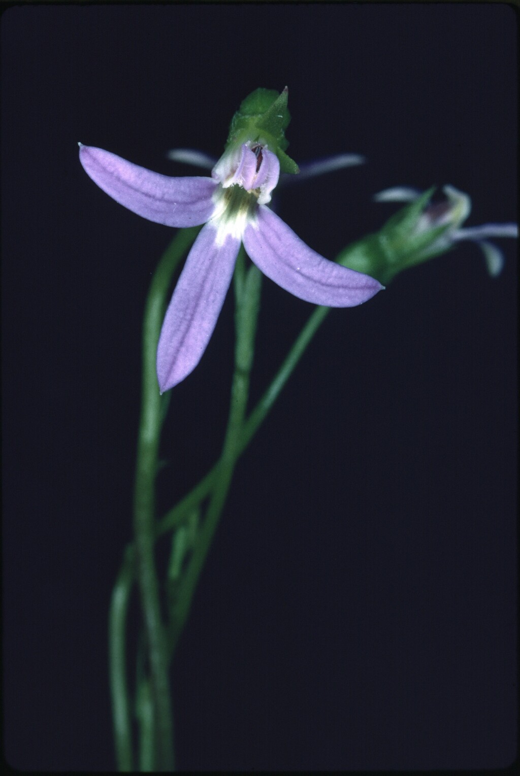 Lobelia rhombifolia (hero image)