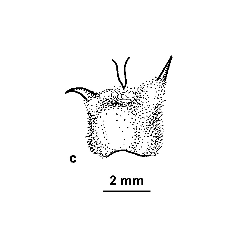 Sclerolaena uniflora (hero image)