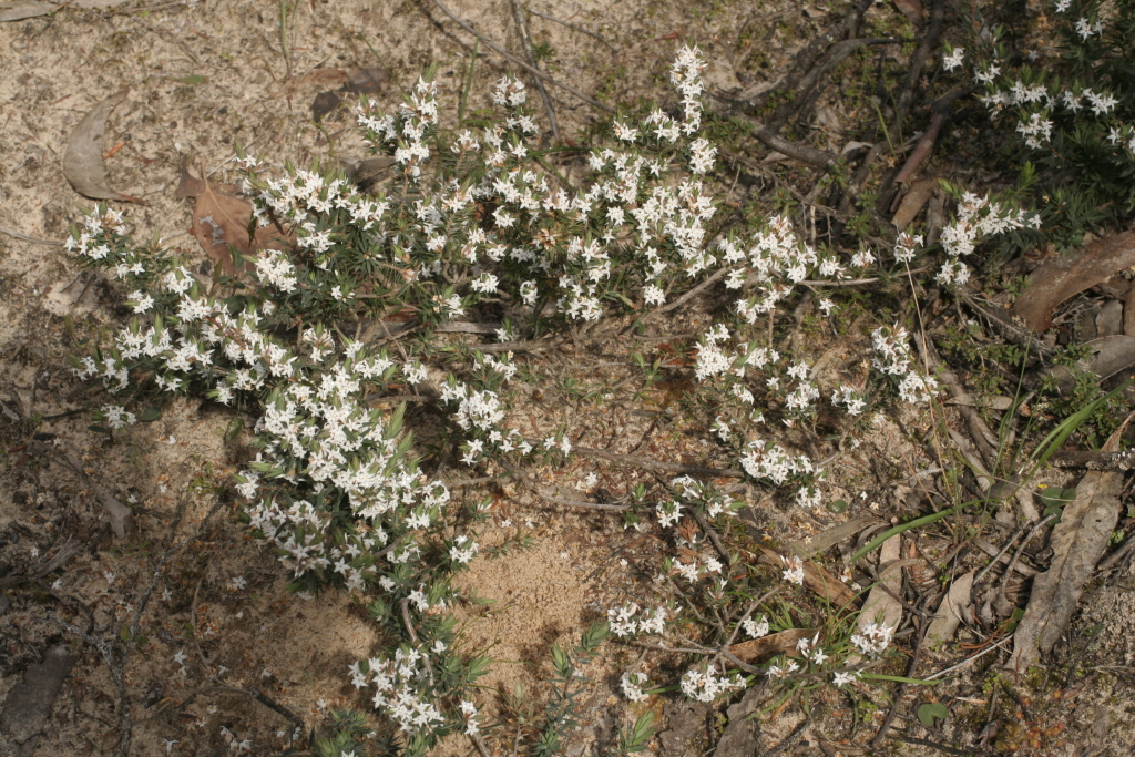 Brachyloma depressum (hero image)