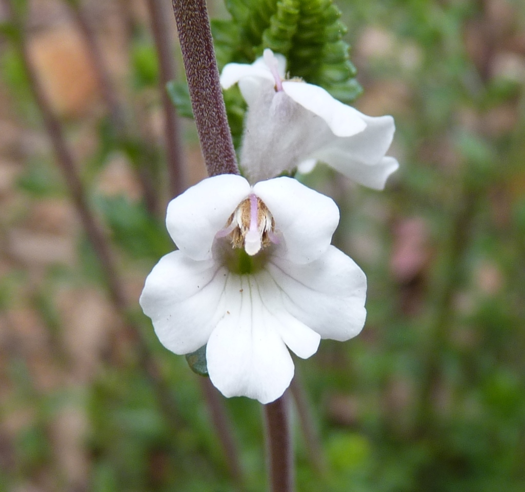Euphrasia collina (hero image)