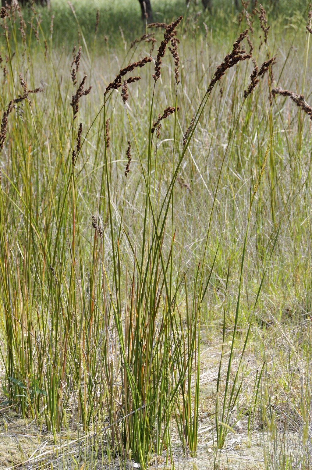 Lepidosperma longitudinale (hero image)