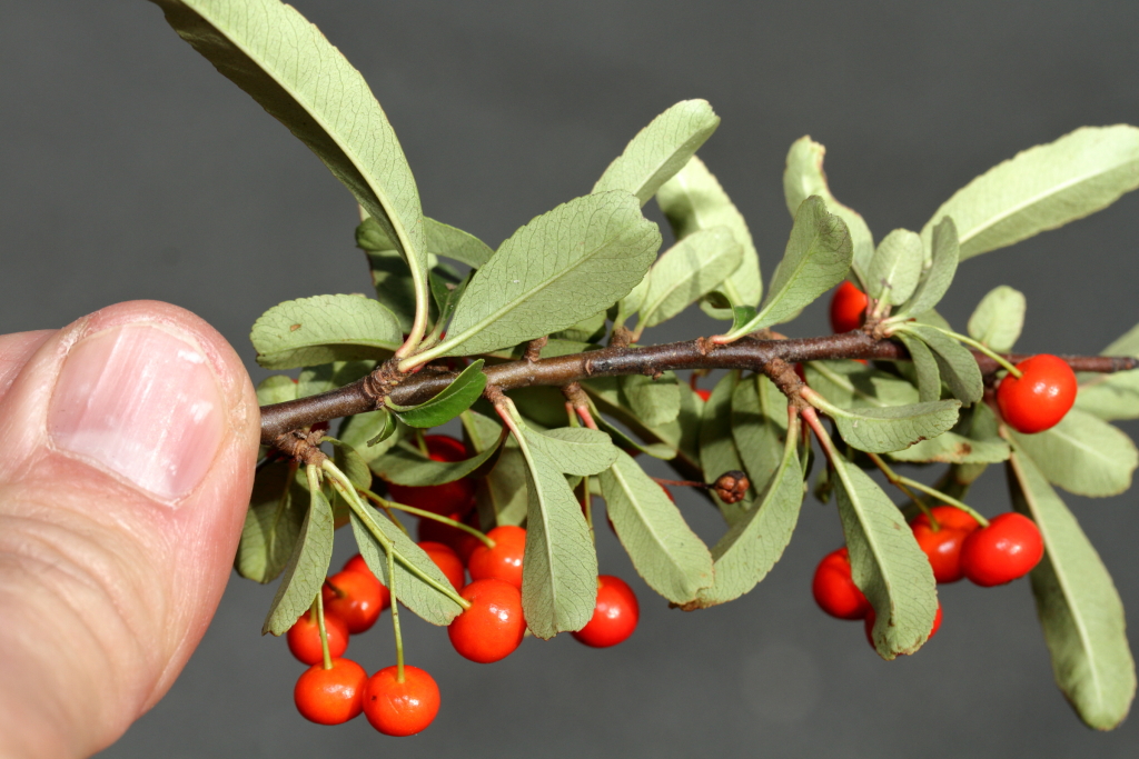 Pyracantha (hero image)