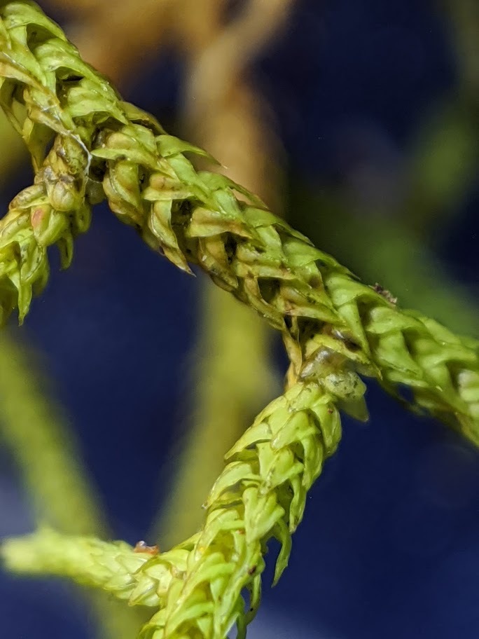 Meteoriaceae (hero image)