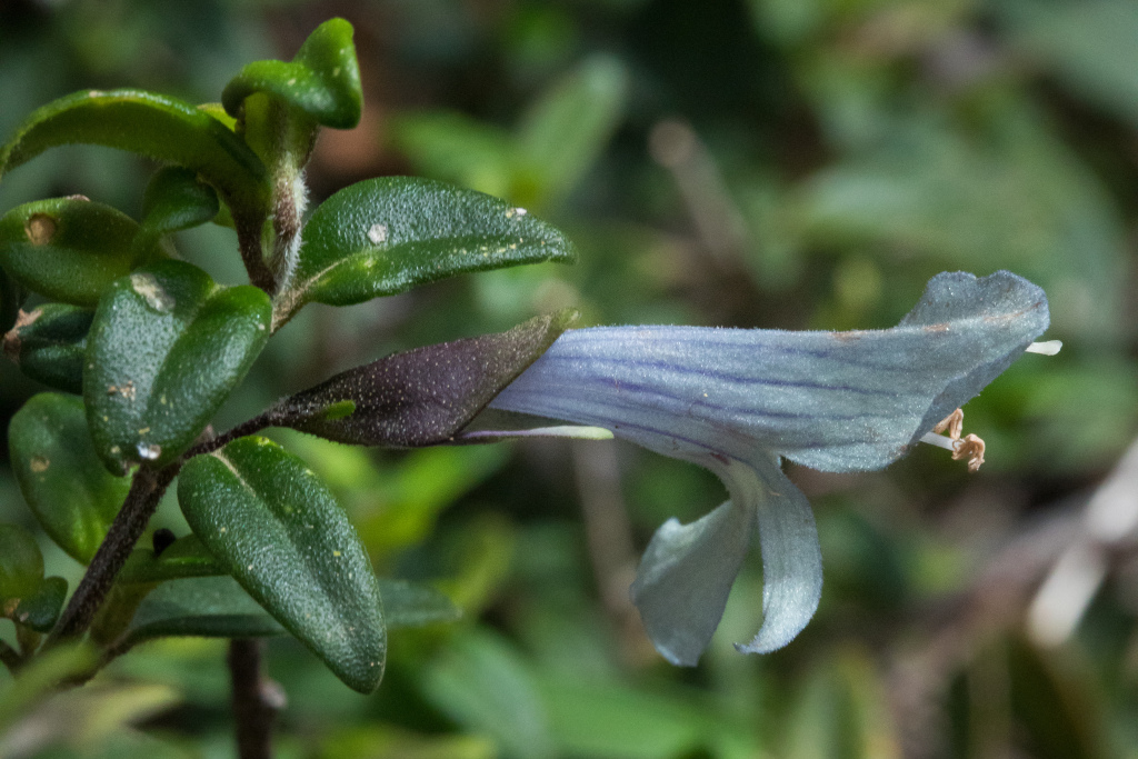 Prostanthera walteri (hero image)