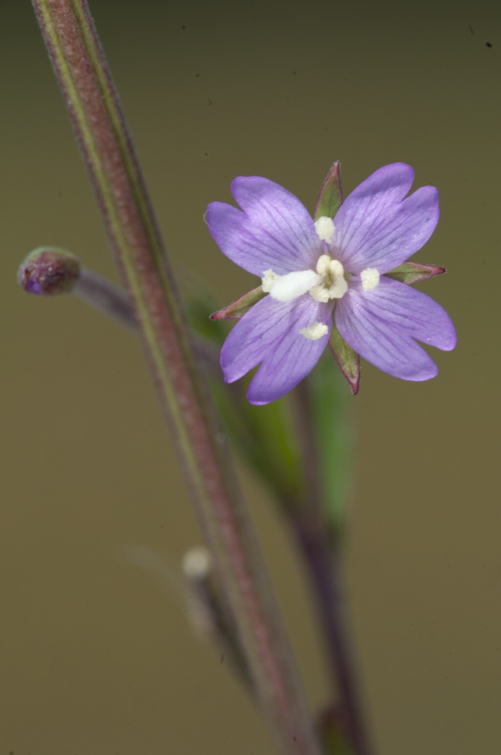 Epilobium billardiereanum subsp. cinereum (hero image)
