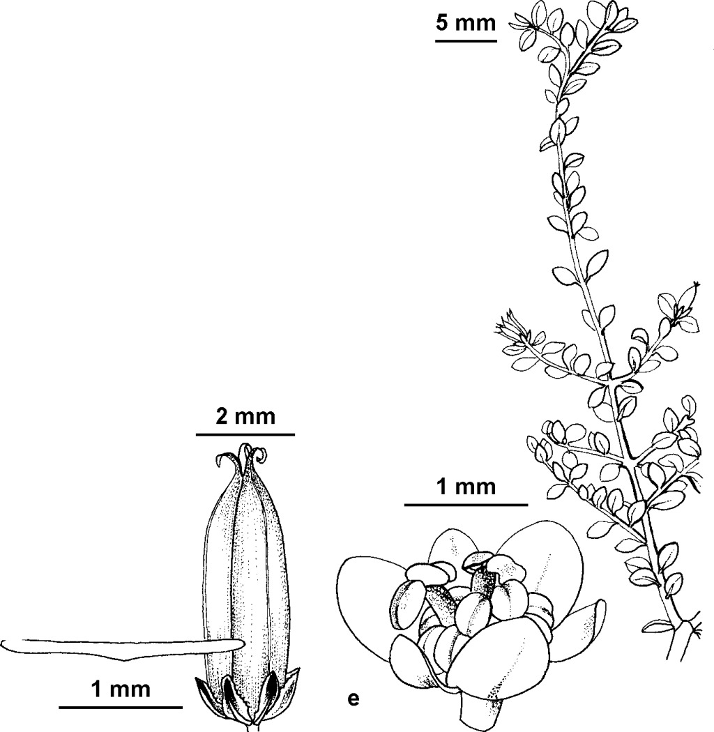 Pseudanthus orbicularis (hero image)