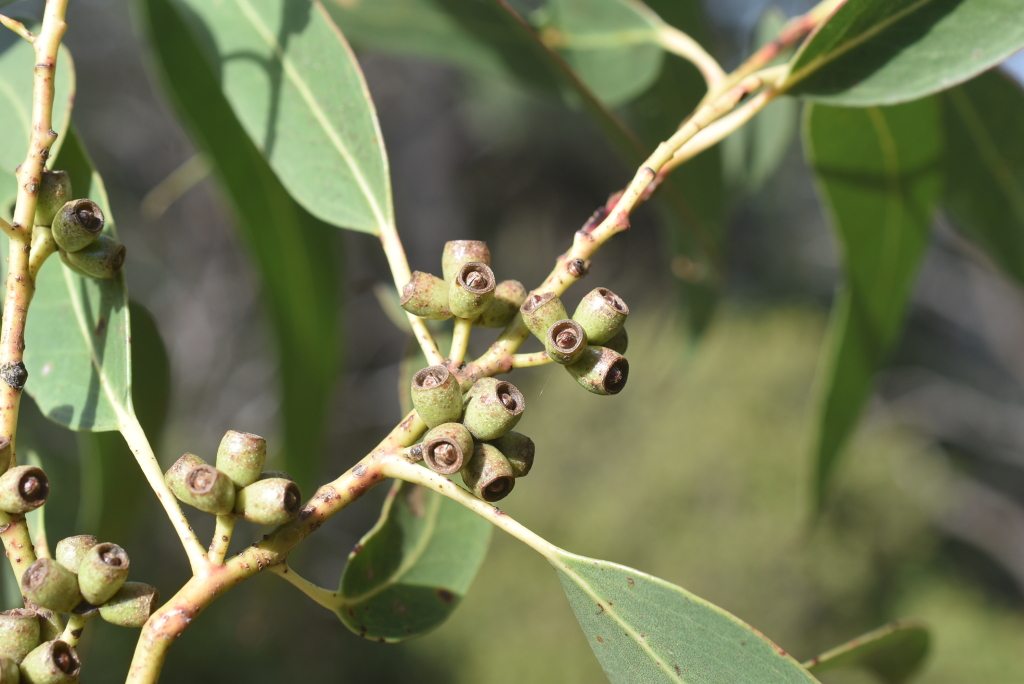 Eucalyptus nitens (hero image)