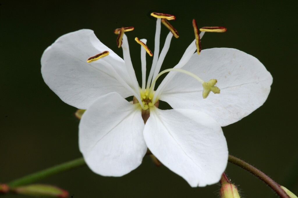 Oenothera (hero image)