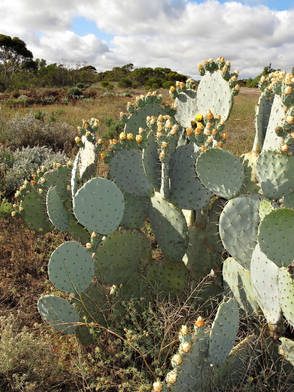 Cactaceae (hero image)