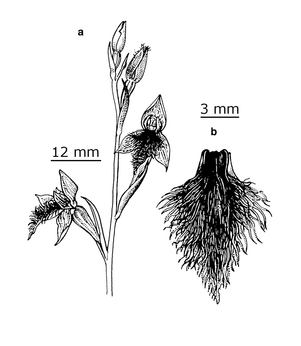 Calochilus campestris (hero image)