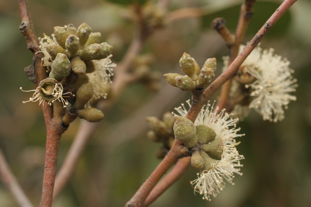 Eucalyptus baxteri (hero image)