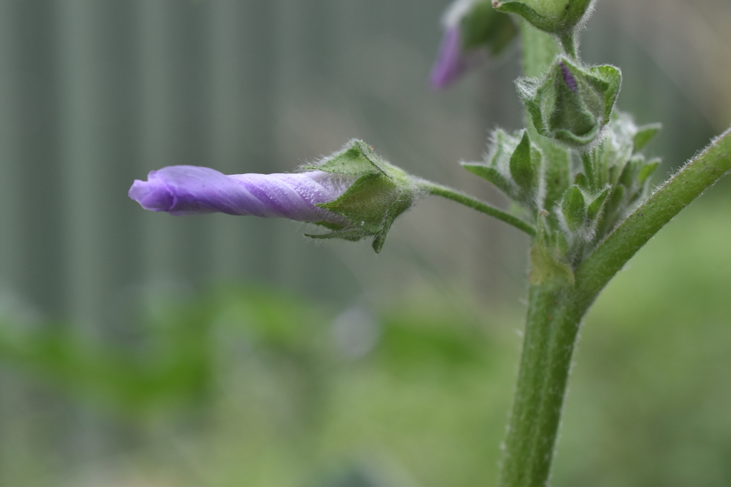 Malva pseudolavatera (hero image)