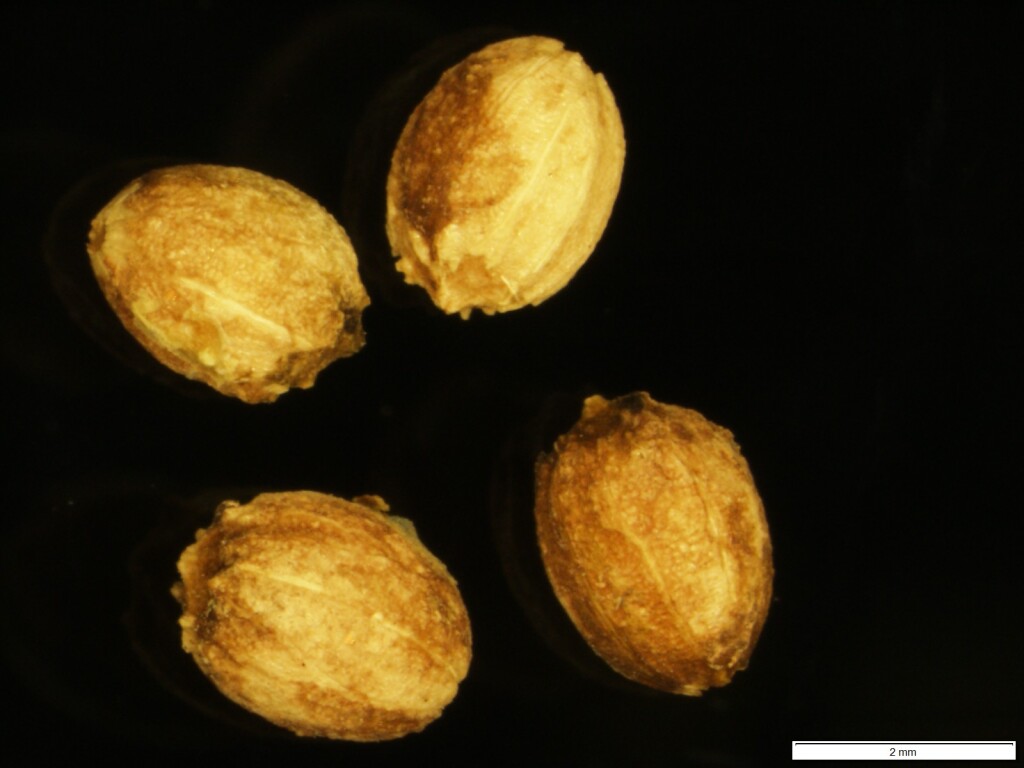 Leptomeria acida (hero image)