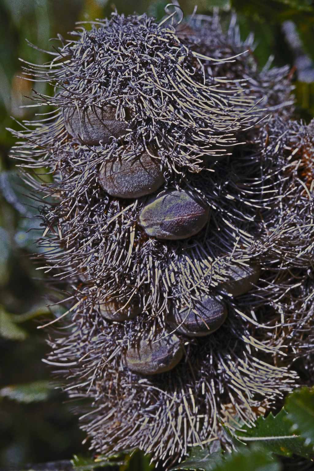 Banksia serrata (hero image)