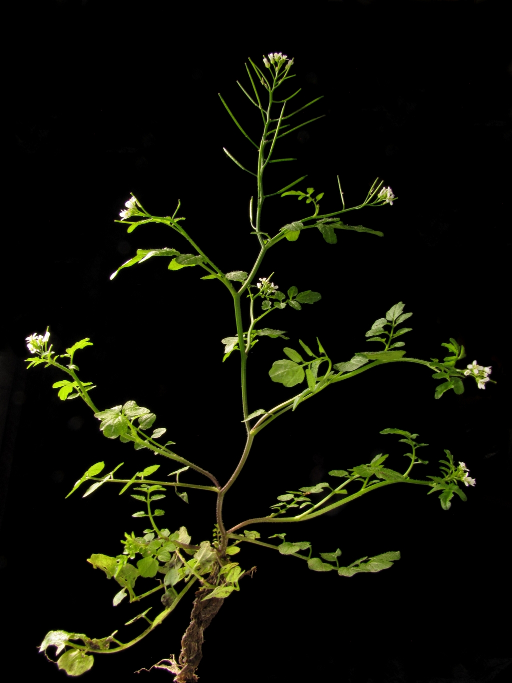 Brassicaceae (hero image)