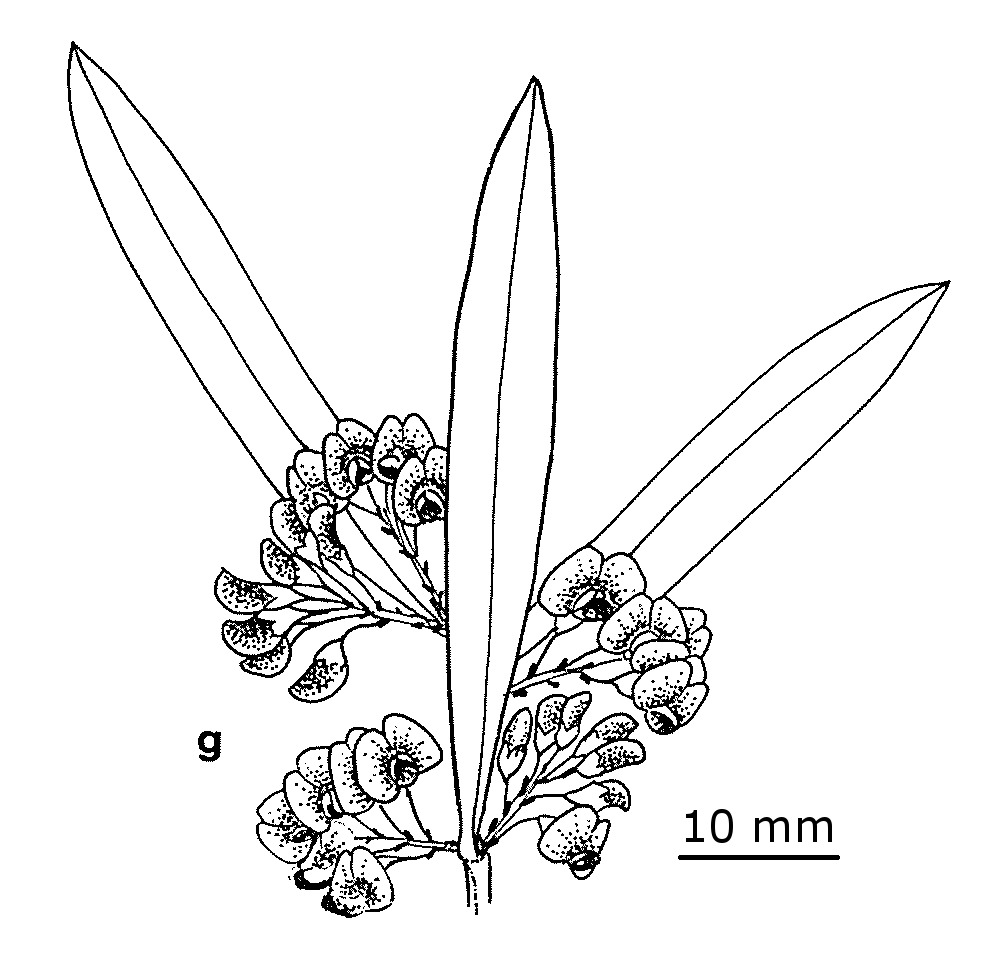 Daviesia mimosoides subsp. mimosoides (hero image)