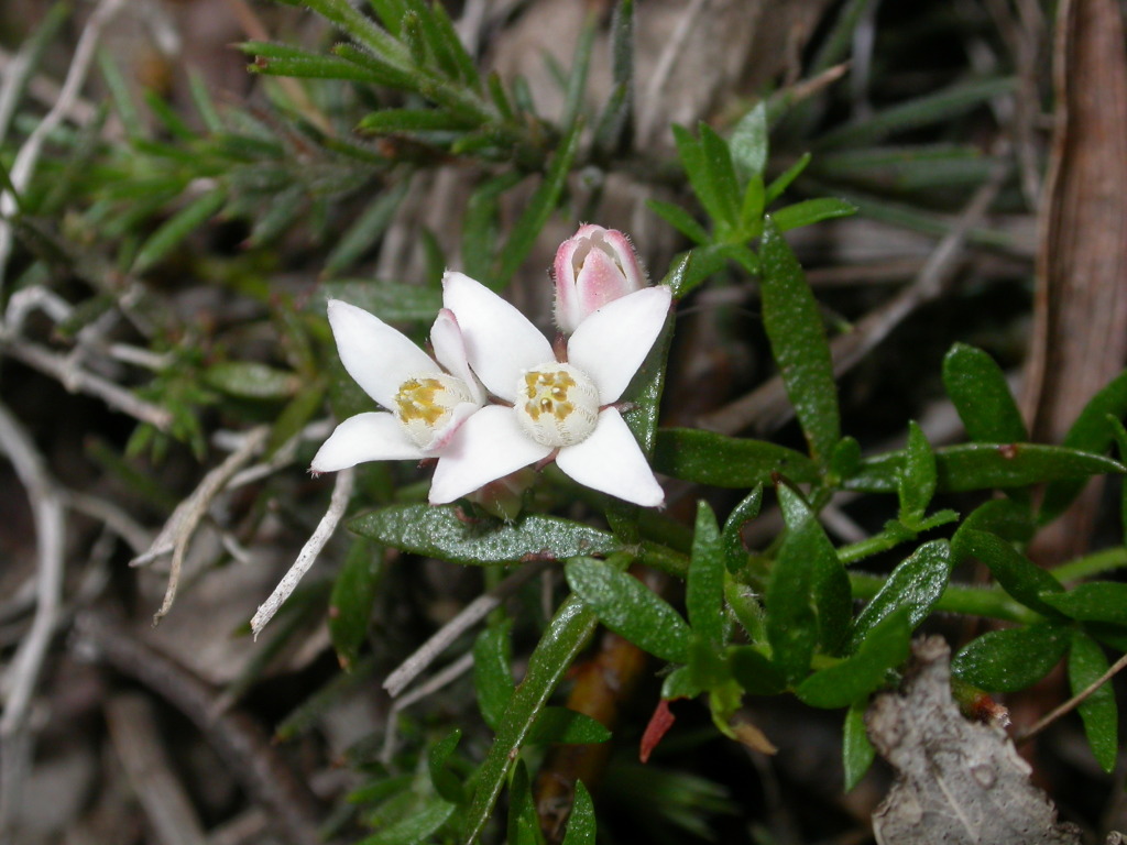 Cyanothamnus nanus (hero image)