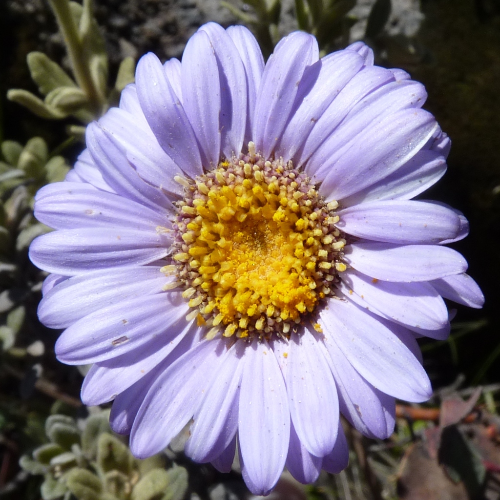 Olearia frostii (hero image)