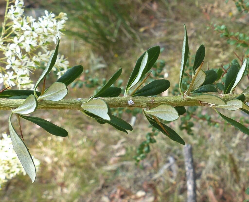 Bursaria spinosa subsp. lasiophylla (hero image)