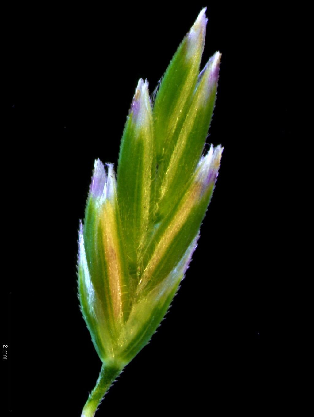 Poa ensiformis (hero image)