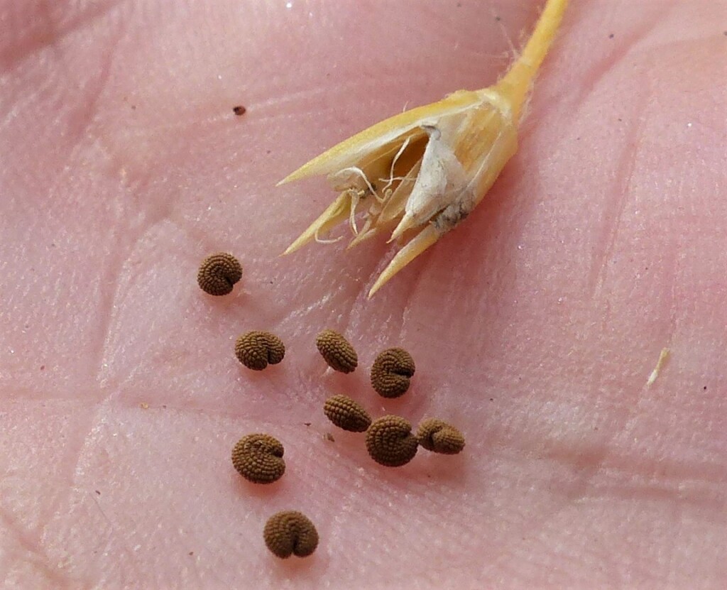Stellaria pungens (hero image)