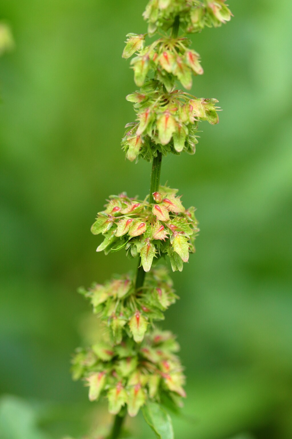 Rumex obtusifolius (hero image)