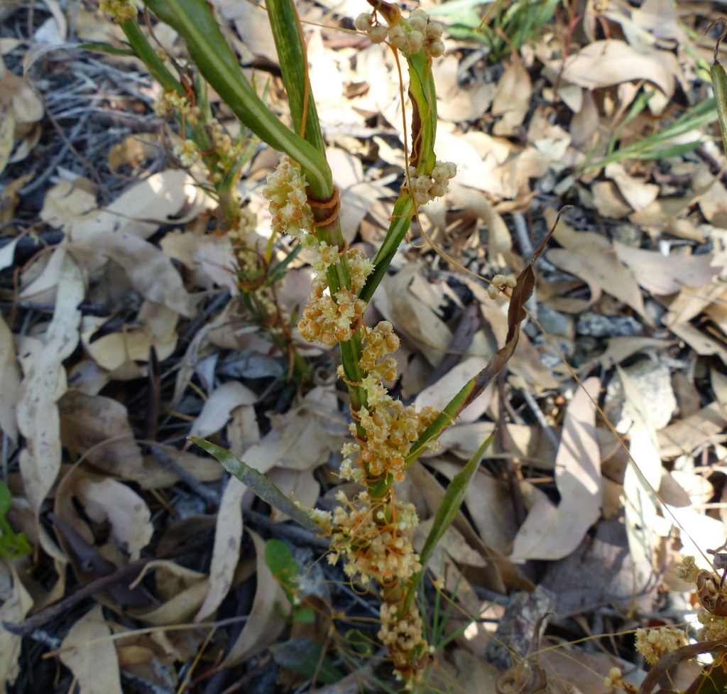 Cuscuta campestris (hero image)