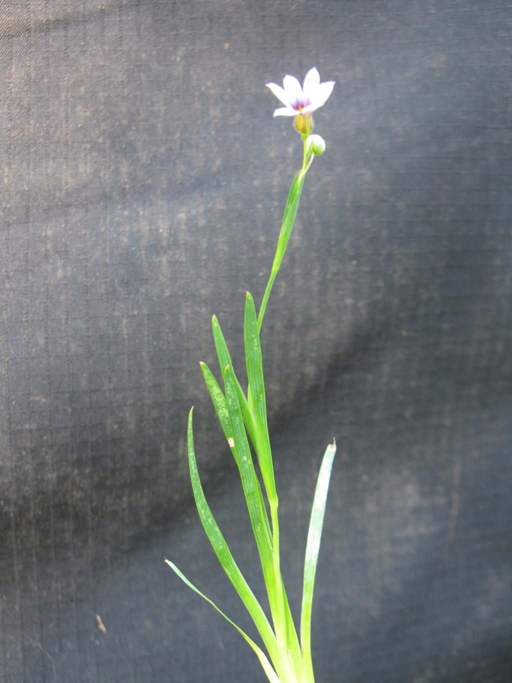 Sisyrinchium (hero image)