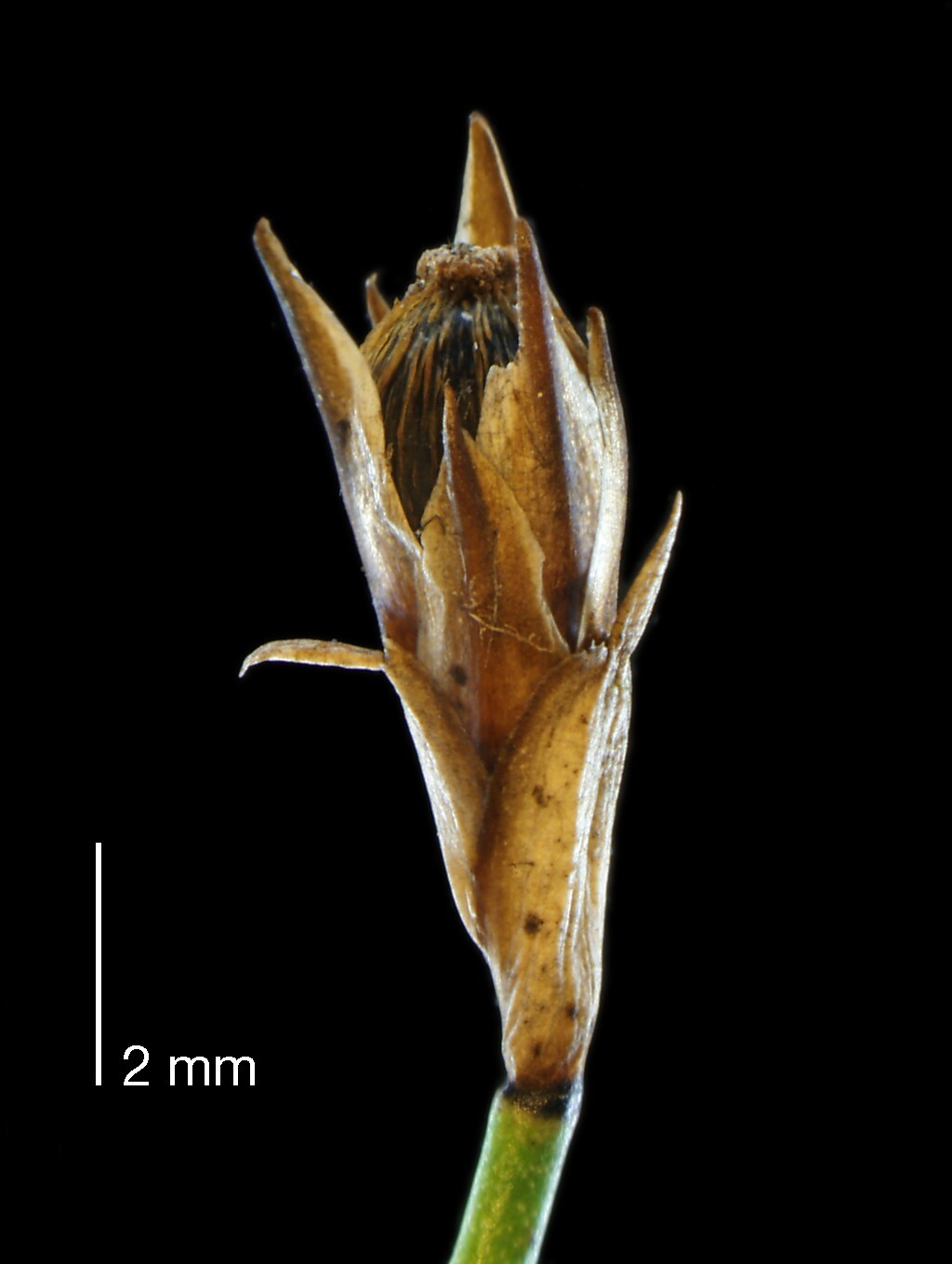 Calorophus (hero image)