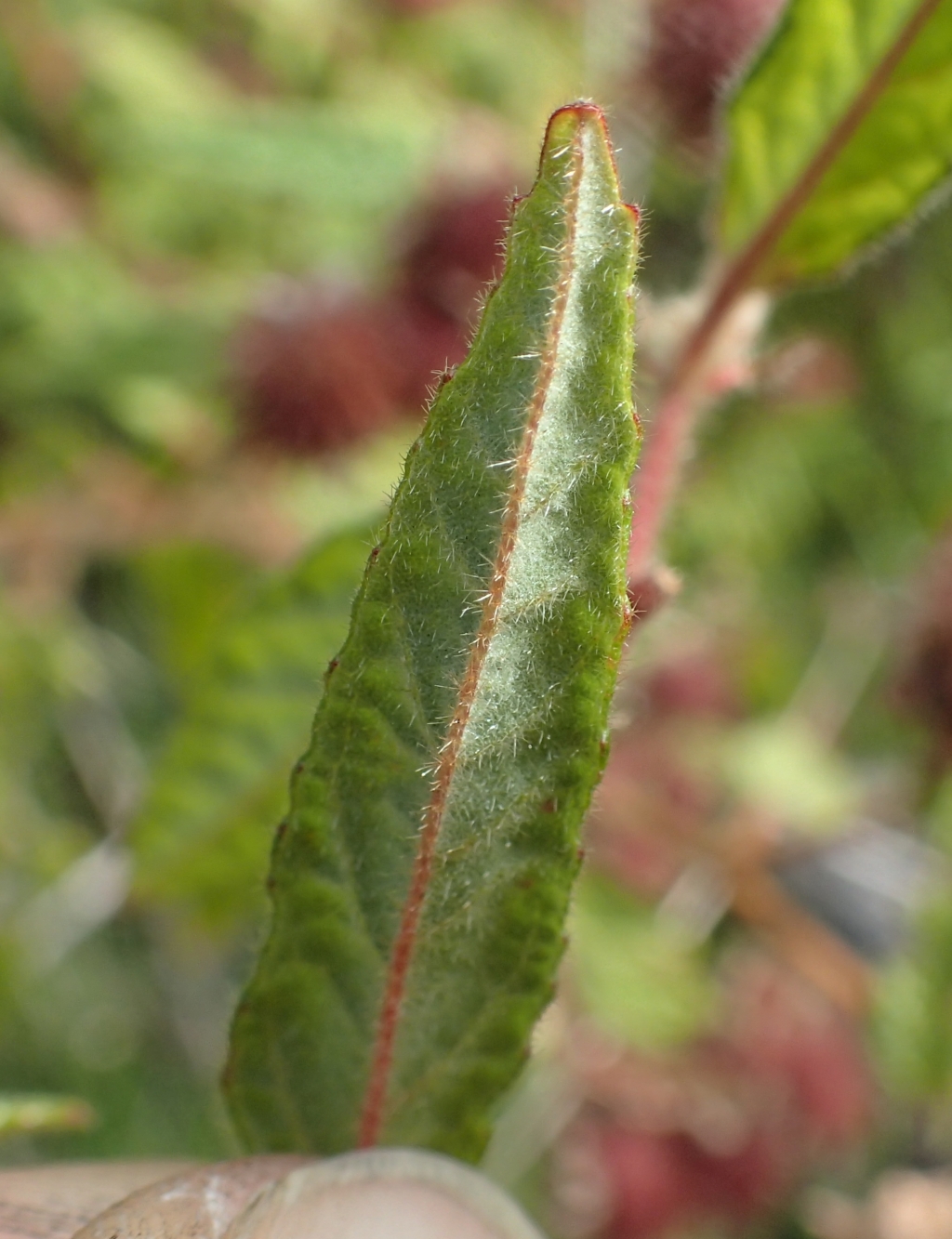 Commersonia rugosa (hero image)