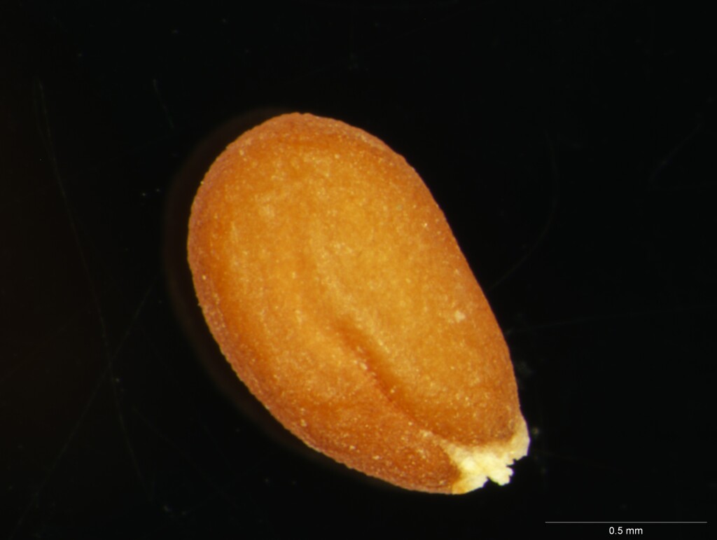 Lepidium papillosum (hero image)