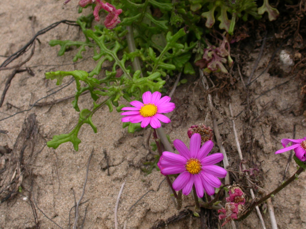 Senecio elegans (hero image)