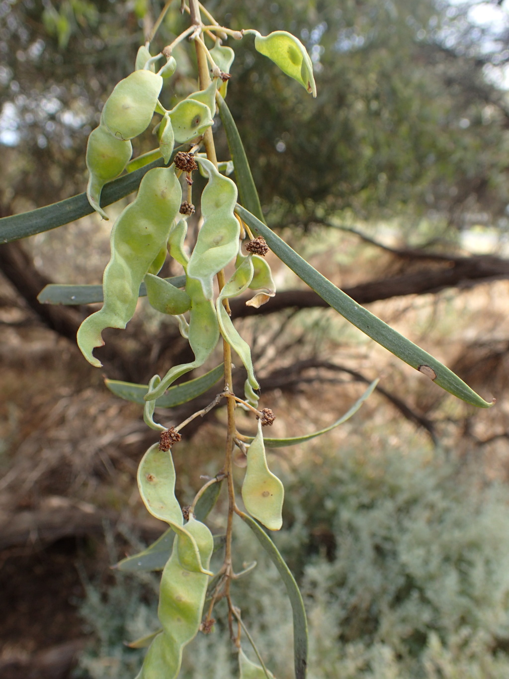 Acacia melvillei (hero image)
