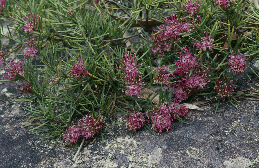 Grevillea confertifolia (hero image)