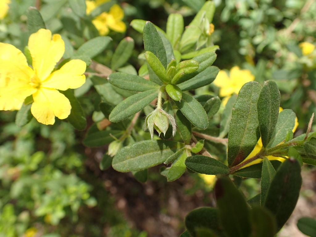 Hibbertia hirticalyx (hero image)