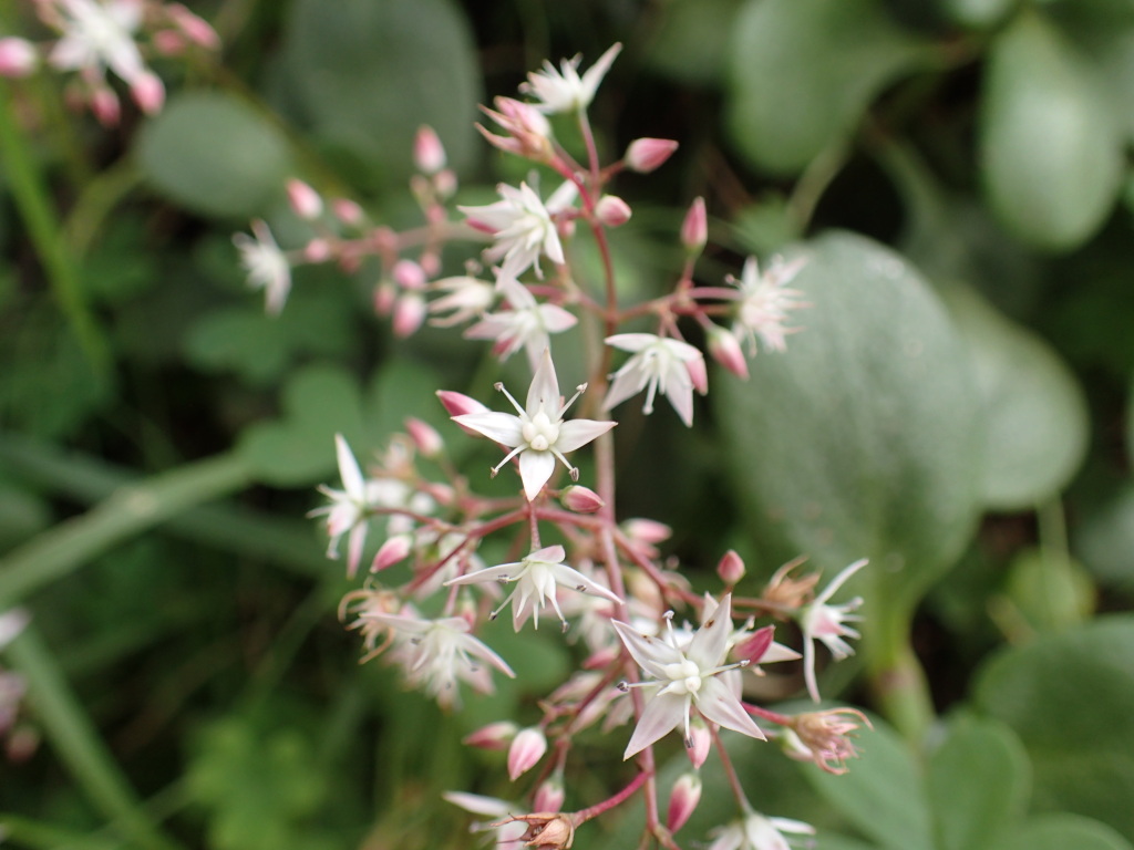 Crassula multicava subsp. multicava (hero image)