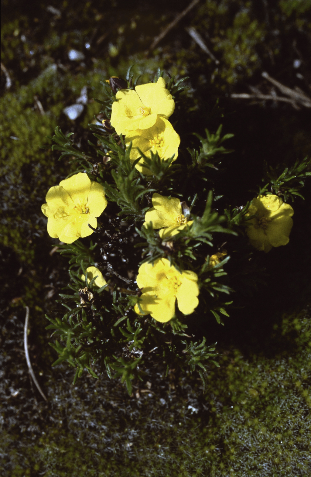 Hibbertia procumbens (hero image)