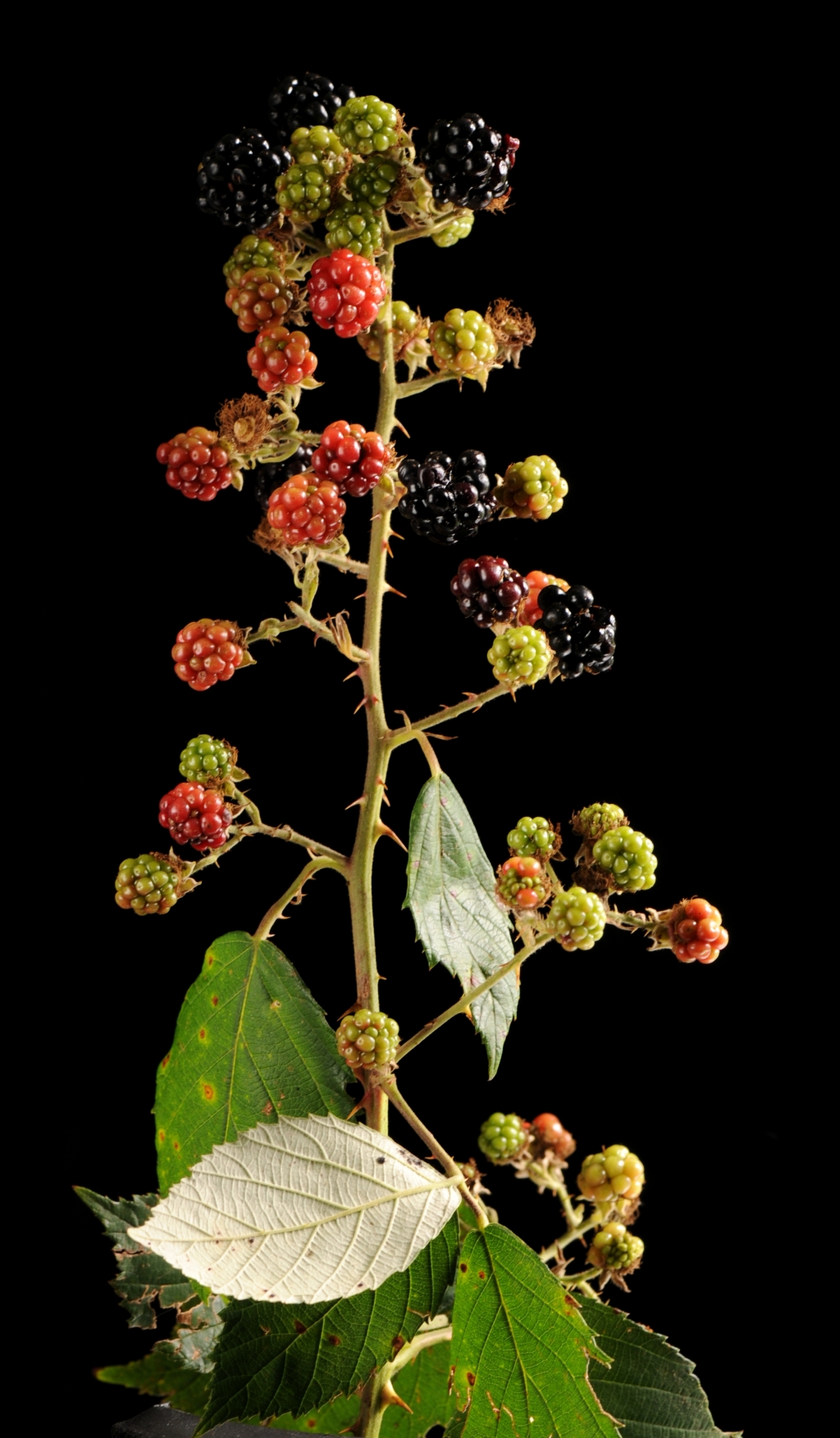 Rubus leucostachys (hero image)