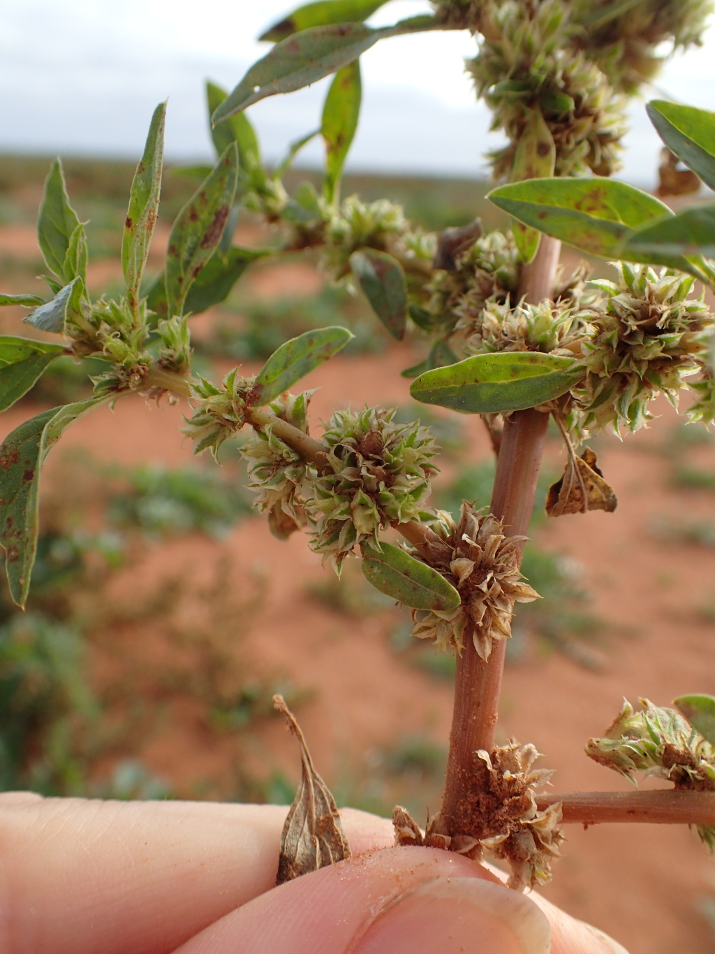 Amaranthus grandiflorus (hero image)